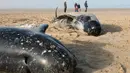 Sejumlah paus pilot ditemukan terdampar di Pantai Calais, Prancis, Senin (2/11). Enam dari sepuluh paus ditemukan sudah mati terdampar di pantai, sedangkan empat ekor paus berhasil diselamatkan petugas dan dikembalikan ke laut. (AFP/ Denis Charlet)