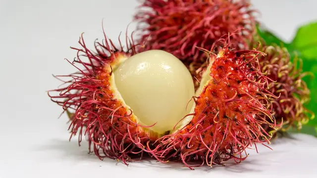Ilustrasi rambutan.
