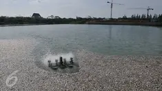 Ribuan ikan mati dan terapung di Danau Citra 6 Perumahan Citra Garden City, Kalideres, Jakarta, Sabtu (19/12). Ribuan ikan mati diduga akibat fenomena alam yaitu perubahan cuaca yang ektrim sehingga merusak ekosistem danau. (Liputan6.com/Gempur M Surya)
