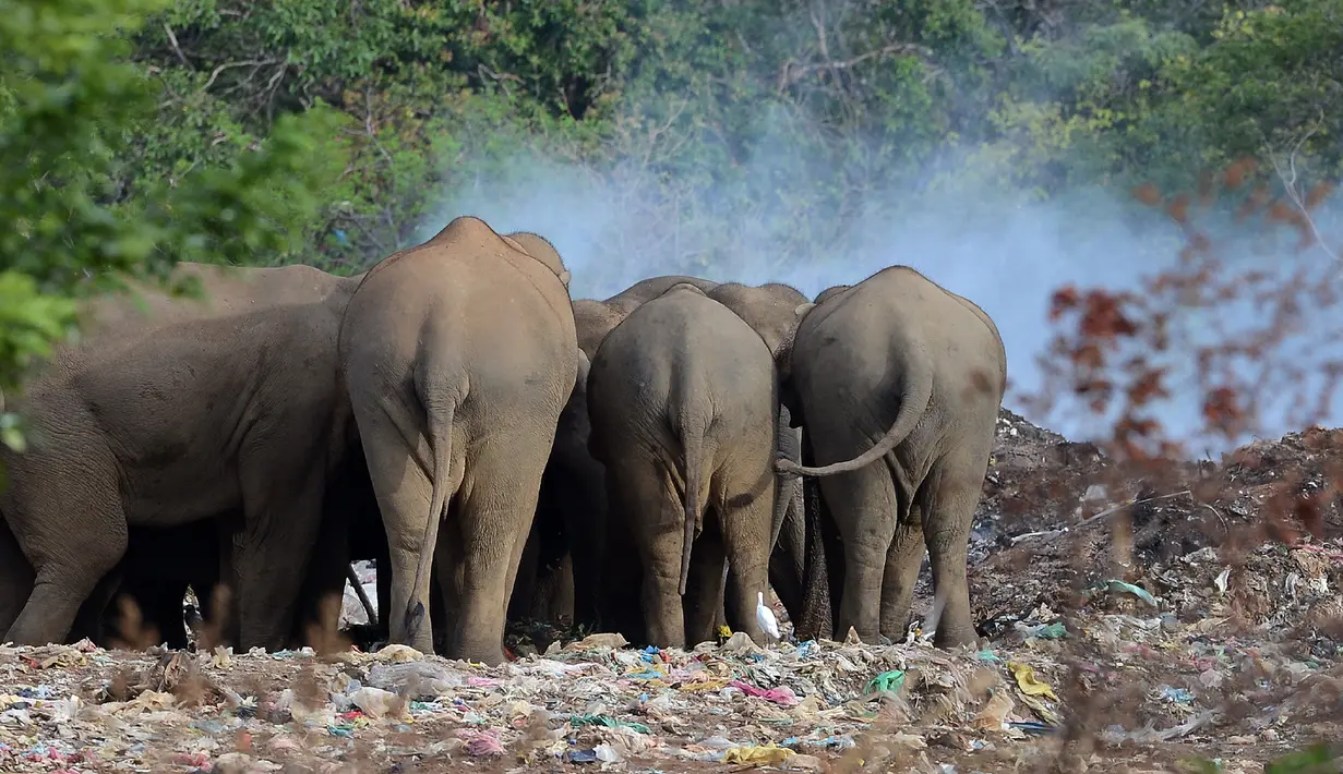 Kawanan gajah liar mencari makan di tumpukan sampah Desa Digampathana, Sri Lanka, Sabtu (19/8).  Pemerintah menyebut ratusan gajah liar berkeliaran di sekitar tempat pembuangan sampah mengonsumsi limbah yang banyak bakteri. (LAKRUWAN WANNIARACHCHI/AFP)