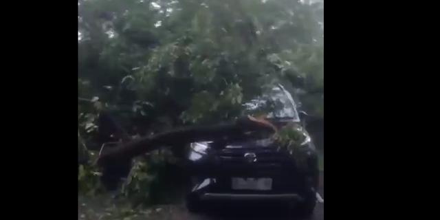 Pohon Tumbang Disertai Suara Dentuman Keras Bikin Pegawai Kantor Gubernur Sulsel Panik, 4 Mobil Ringsek