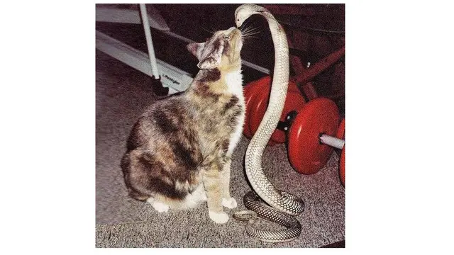 6 Momen Persahabatan Kucing dengan Ular, Tak Takut Meski Kobra