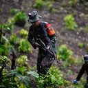 TNI AD Temukan Ladang Ganja Dua Setengah Hektare di Pegunungan Aceh Besar