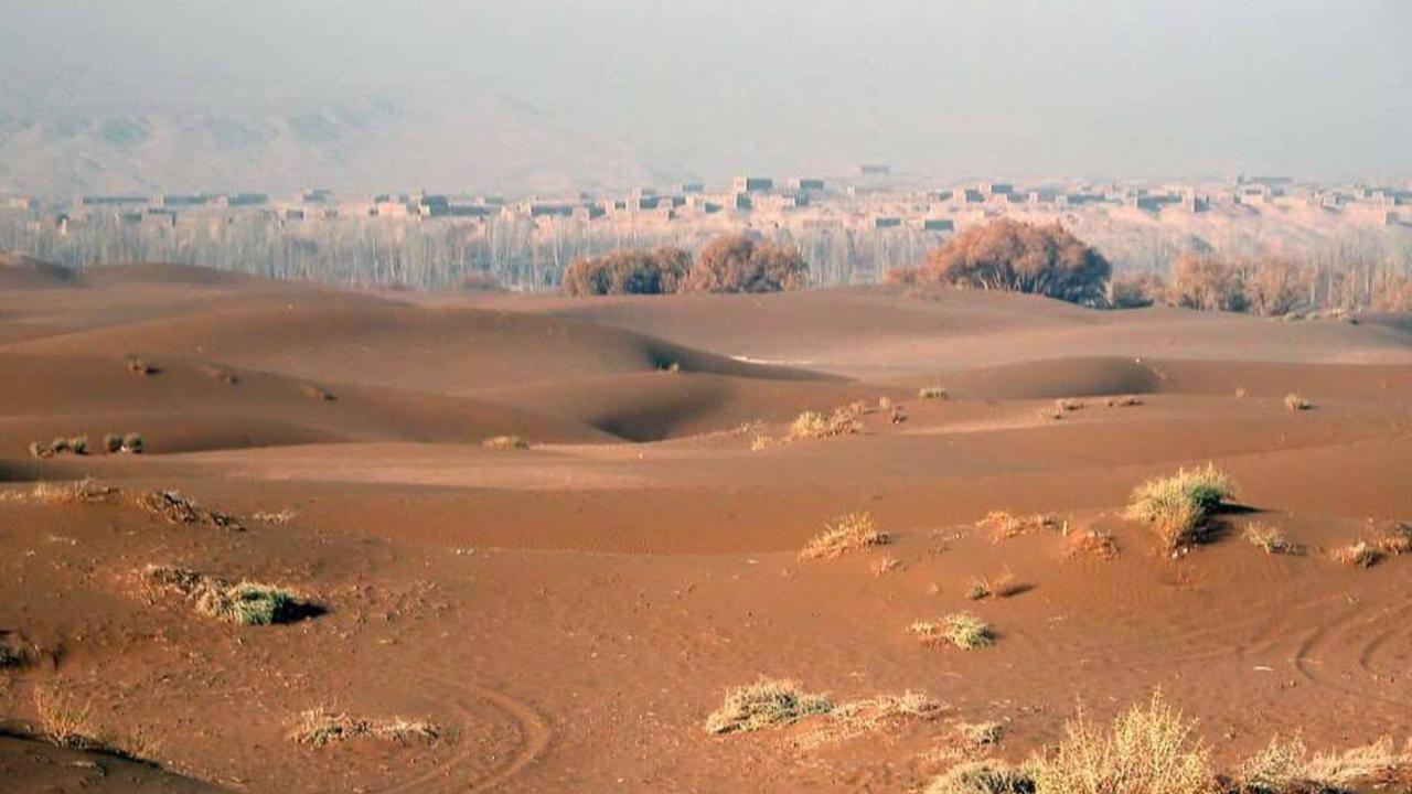46 Tahun Tanam Pohon di Gurun, China Berhasil Bikin Tembok Hutan Buatan Sepanjang 3.000 Kilometer