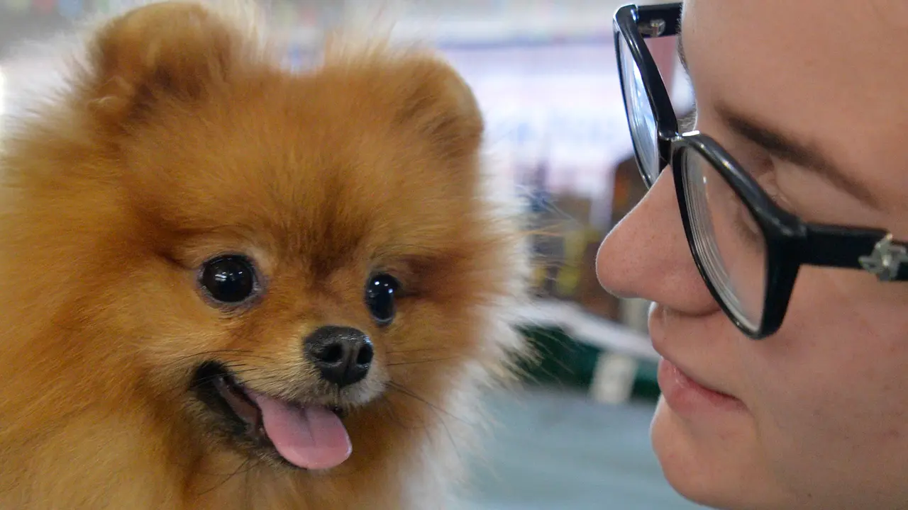 PHOTO: Lucunya Anjing Ini Ketika Berdandan di Pameran Anjing Internasional