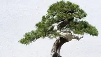 Ilustrasi bonsai. (iStockphoto)