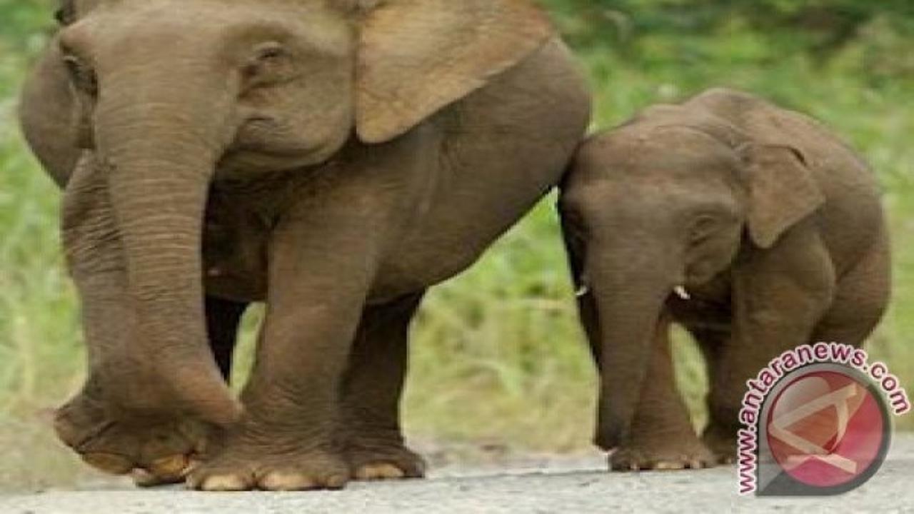 Kemenhut Klarifikasi Video Viral Anak Gajah Borneo Terjebak, Dipastikan Bukan di Indonesia