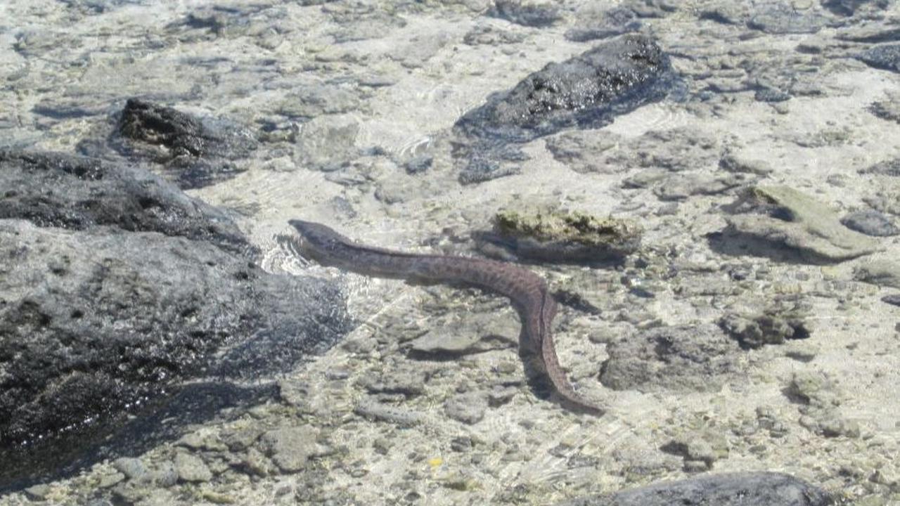 8. Beda dengan Belut, Ikan Sidat hanya Hidup di Air Jernih
