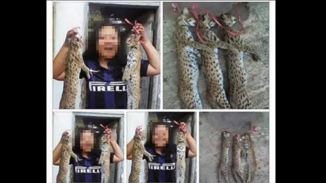 Pamer Kucing Hasil Buruan di Sosmed, Mahasiswi Ini Dicokok Polisi