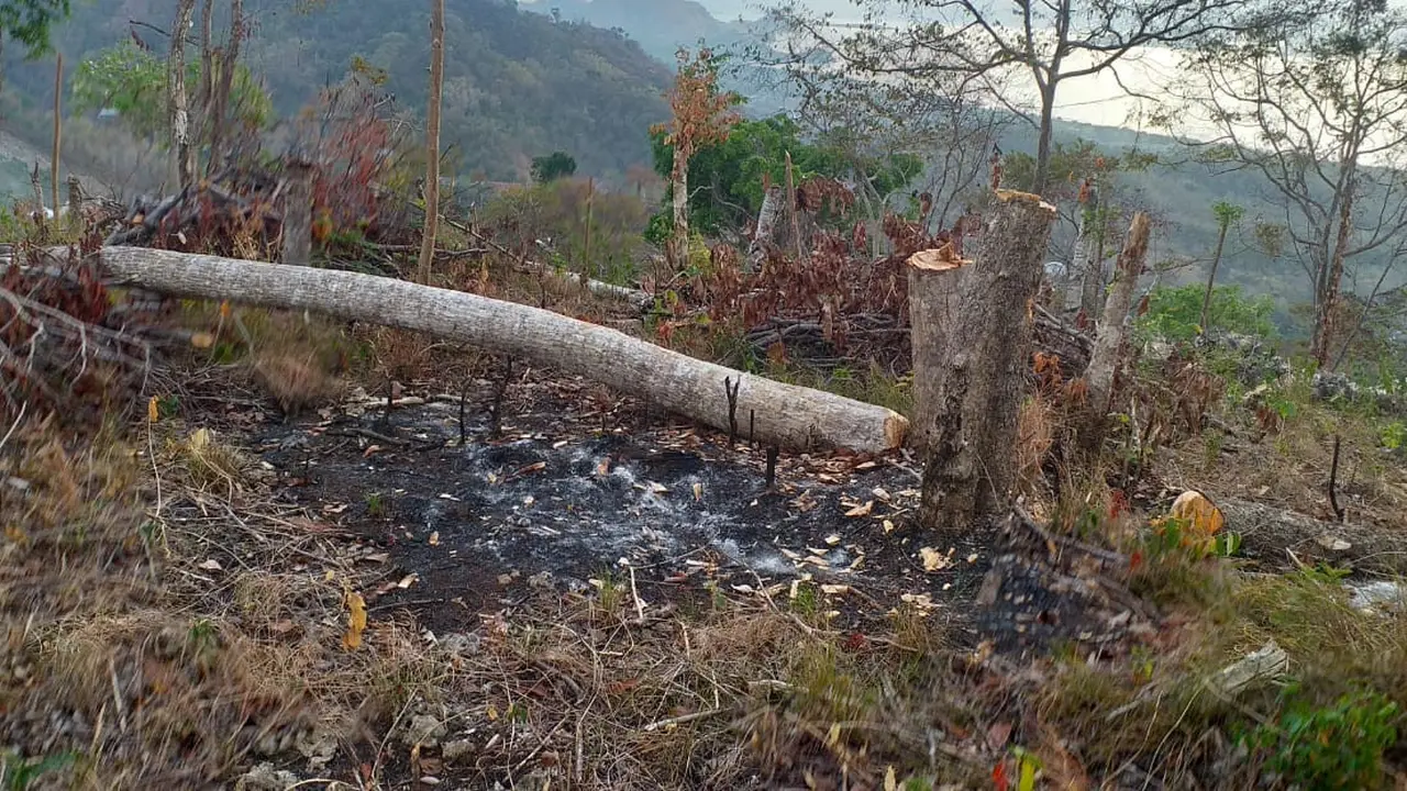 Hutan Bowosie Labuan Bajo Bakal Dijadikan Destinasi Wisata Ecotourism Usai Dibabat dan Dirusak