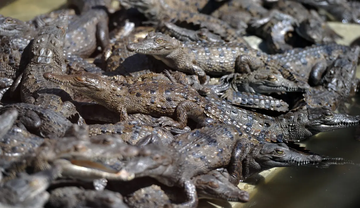 Ribuan buaya kelaparan yang berada di sebuah kolam di peternakan di Kota San Manuel, Honduras, Minggu (1/11). Ribuan buaya itu kelaparan setelah pemilik mereka ditahan karena terlibat perdagangan narkoba. (AFP PHOTO/Orlando SIERRA)