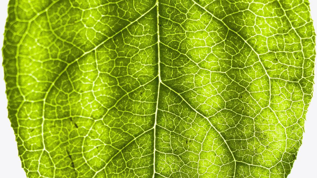 Stomata terdapat pada salah satu sisi permukaan daun.

Bisa pada  bagian atas, bagian bawah atau pada kedua sisi tergantung species tanaman. 

Membuka dan menutupnya stomata sebagai hasil pergerakan masuk keluarnya air dari guard cell.