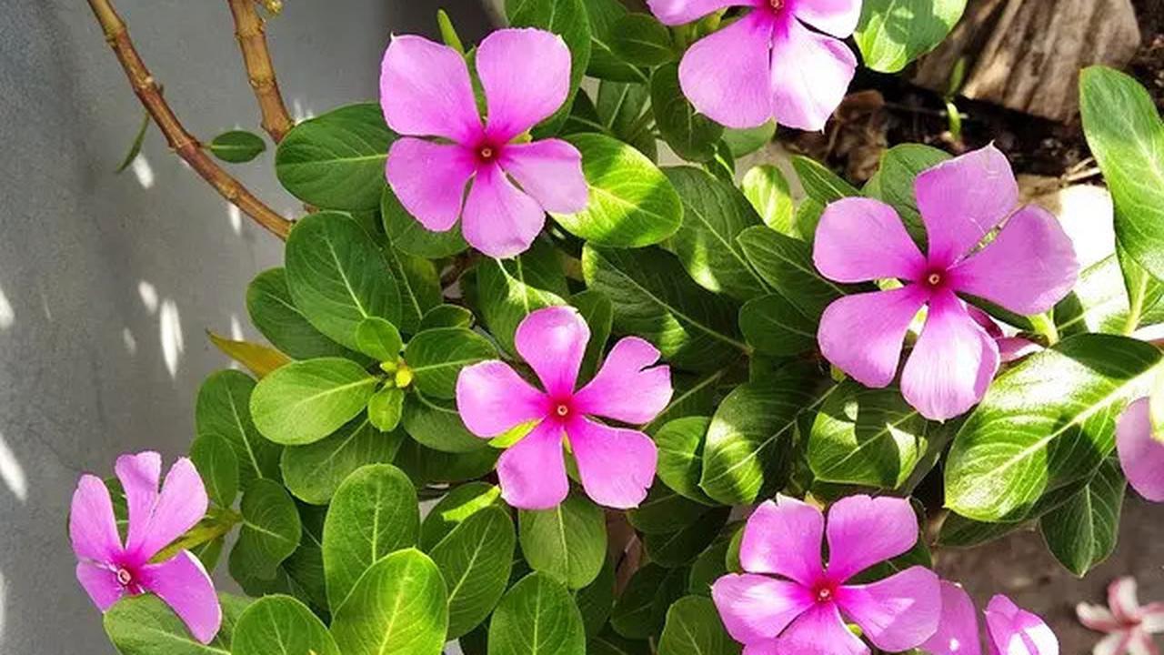 10 Jenis Tanaman Pot yang Tetap Terlihat Segar Meski Kena Panas Terik