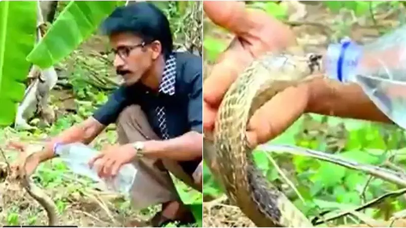 Pria Ini Beri Air Minum Ke Ular Kobra yang Tampak Kehausan, Netizen: Merinding