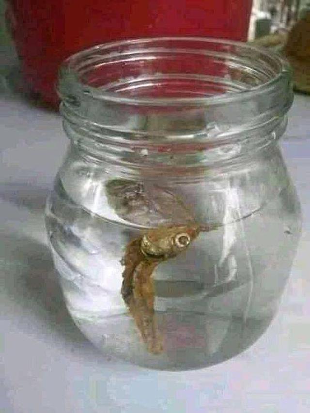 10 Potret Nyeleneh Orang Pelihara Ikan, Cara Kasih Makannya Bikin Geleng Kepala