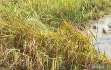 Banyuasin Perkuat Perlindungan Sawah, Targetkan Peningkatan Produksi Beras Nasional