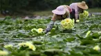 Penduduk desa memanen bunga teratai di Desa Xiatao di Shibeiping, Kota Liuzhou, Daerah Otonom Etnis Zhuang Guangxi, China selatan, pada 5 Agustus 2020. Dalam beberapa tahun terakhir, produksi teh bunga teratai menjadi cara baru bagi penduduk setempat untuk meningkatkan pendapatan. (Xinhua/Li Hanchi)