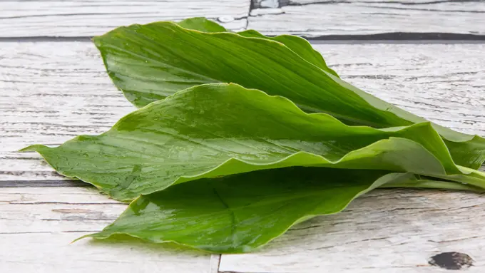 daun kunyit