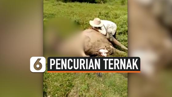 VIDEO:  Polres Cilegon Menyelidiki Pencurian dan Pembantaian 9 Ekor Kerbau Warga