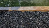 Usai Ditangkap, Ikan Sapu-Sapu Dimusnahkan dengan Cara Tak Biasa: Dibelah Sebelum Dikubur