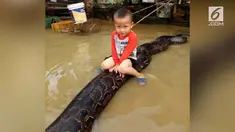 Seorang balita duduk di atas ular piton sepanjang 6 meter. Videonya pun menyebar menjadi viral.