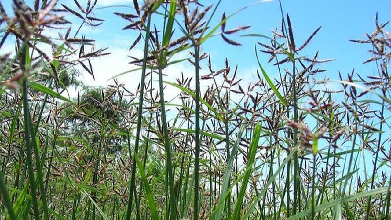 9. Rumput Teki