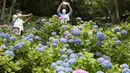 Pengunjung dengan mengenakan masker mengambil gambar bunga hydrangea yang mekar penuh di kuil Hasedera di Kamakura, dekat Tokyo pada Senin (15/6/2020). Karena ada banyak bunga hydrangea yang mekar di sini, kuil ini pun dijuluki sebagai kuil hydrangea. (AP Photo/Koji Sasahara)