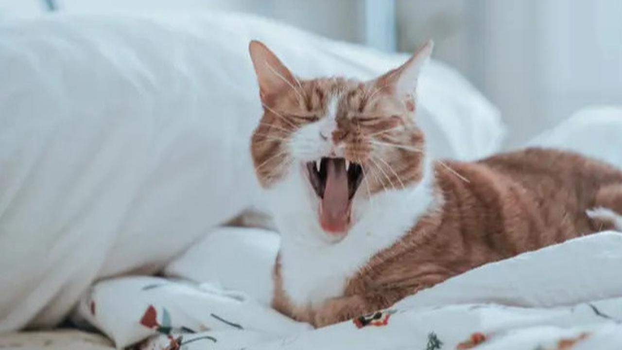 Jadikan Kucing Lebih Sehat dan Aktif, Ini 10 Daftar Makanan yang Aman Dikonsumsi Kucing Selain Ikan