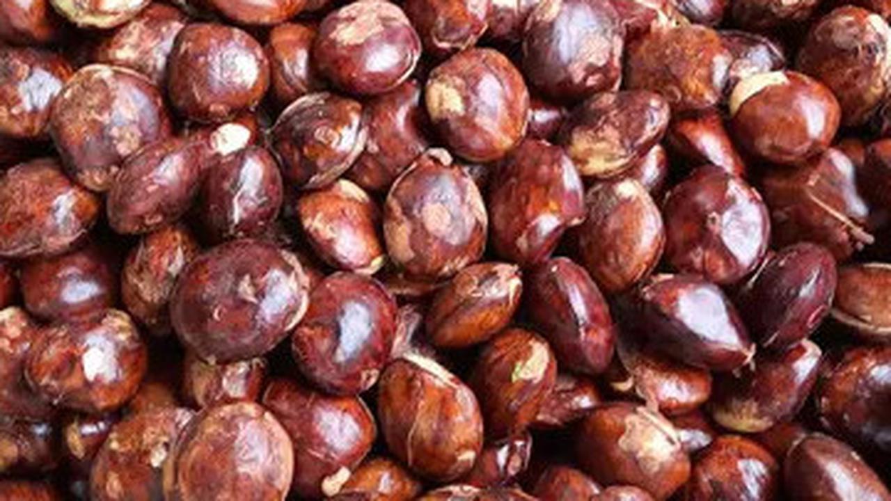 Cara Efektif Mengempukkan Jengkol Tanpa Ribet dan Bebas Bau