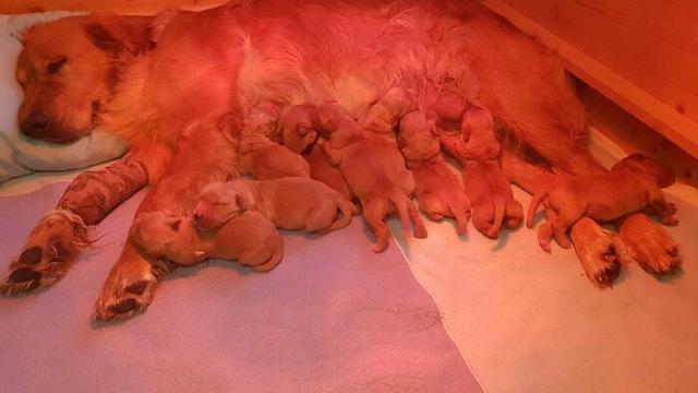 7 Potret Gemas Induk Anjing Saat Menyusui Anak-anaknya, Lucu Banget