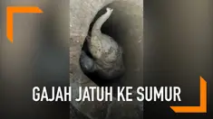 Upaya penyelamatan dilakukan setelah seekor anak gajah yang terjatuh ke dalam sumur usai terpisah dari kawanannya.