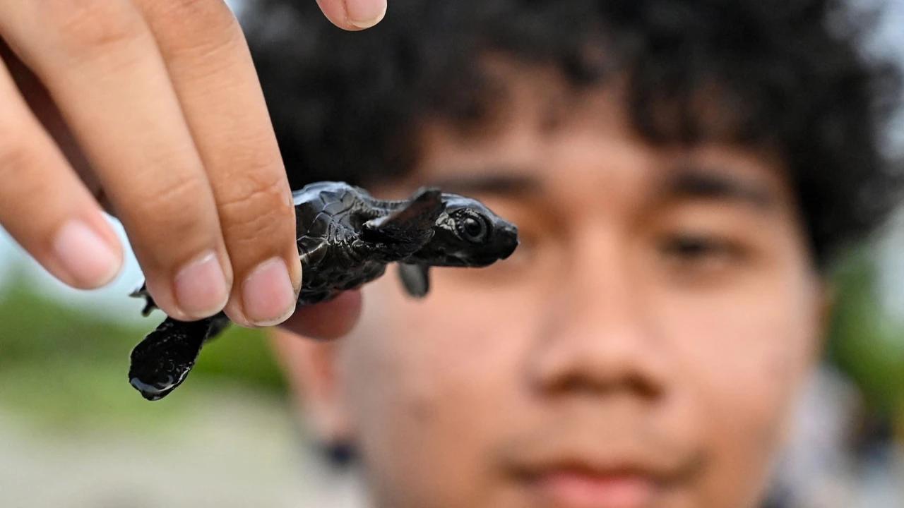 FOTO: Puluhan Tukik Lekang Dilepas di Pantai Alue Naga Banda Aceh