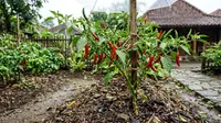 7 Cara Merawat Tanaman Cabai di Musim Hujan agar Tidak Busuk Batang
