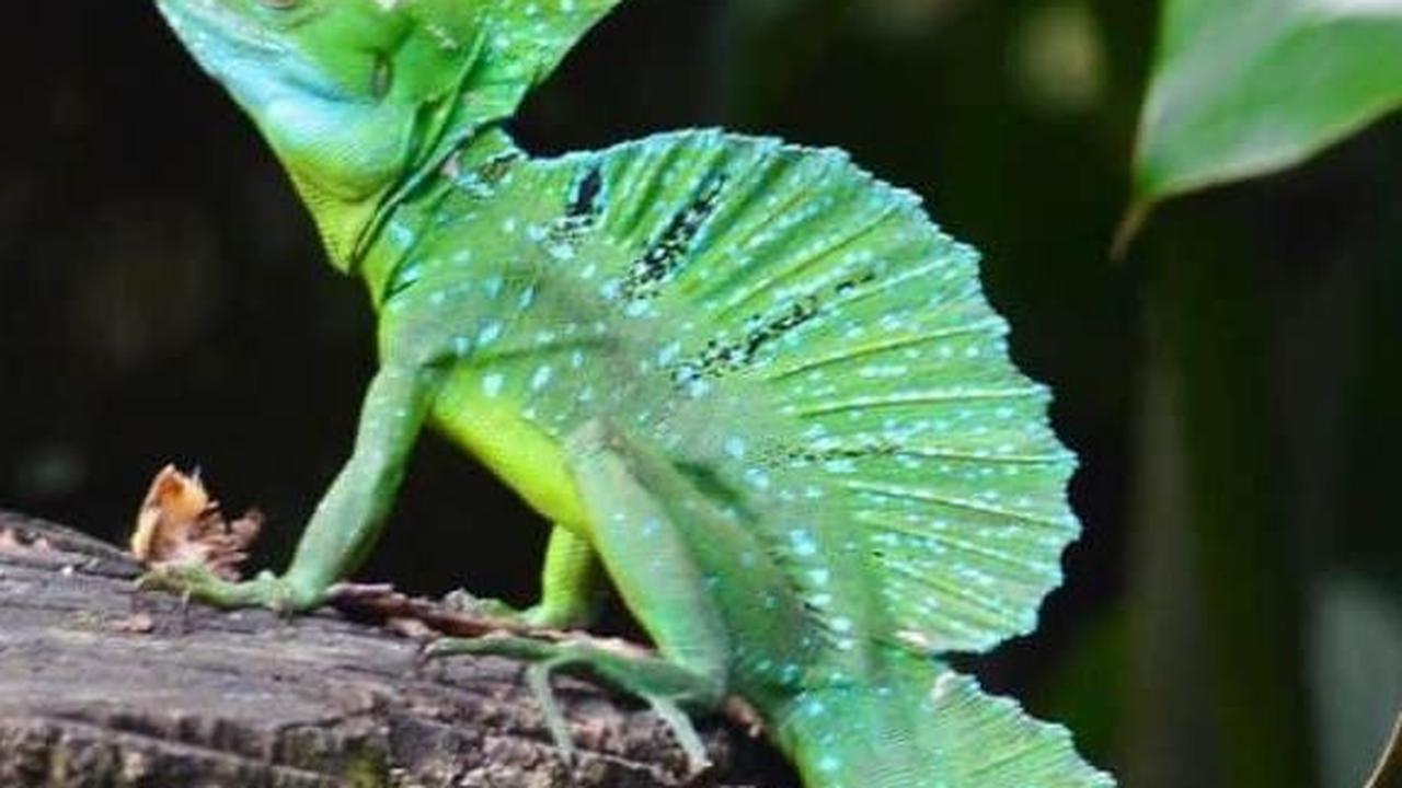 Fakta Kadal Basilisk, Hewan yang Mampu Berenang dan Berlari di Atas Air