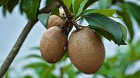 Manfaat Buah Sawo Untuk Kesehatan (Photo by TIORHISTA R via Pexels)