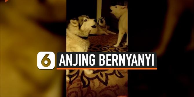 VIDEO: Anjing Ternyata Bisa 'Bernyanyi,' Ini Buktinya