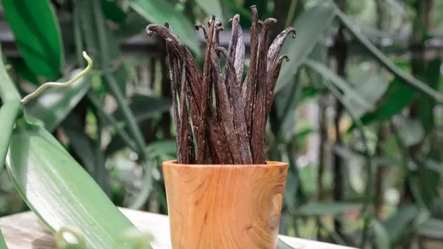 La Dame in Vanilla merupakan salah satu UMKM yang memproduksi dan pelopor ekstrak vanila halal untuk dapat berbagi kecintaan vanila asli kepada masyarakat Indonesia dan dunia.
