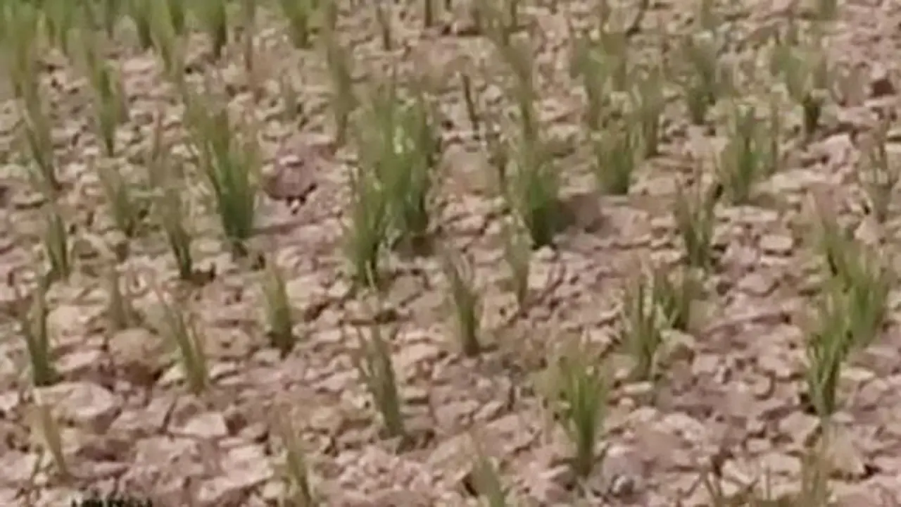 Ketahanan Pangan Padi di Flores dan Jambi Terancam Gagal Panen