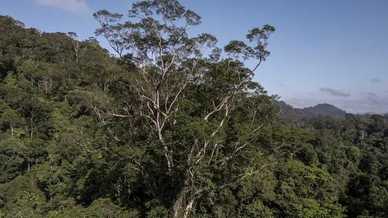 Pohon tertinggi di Hutan Amazon.