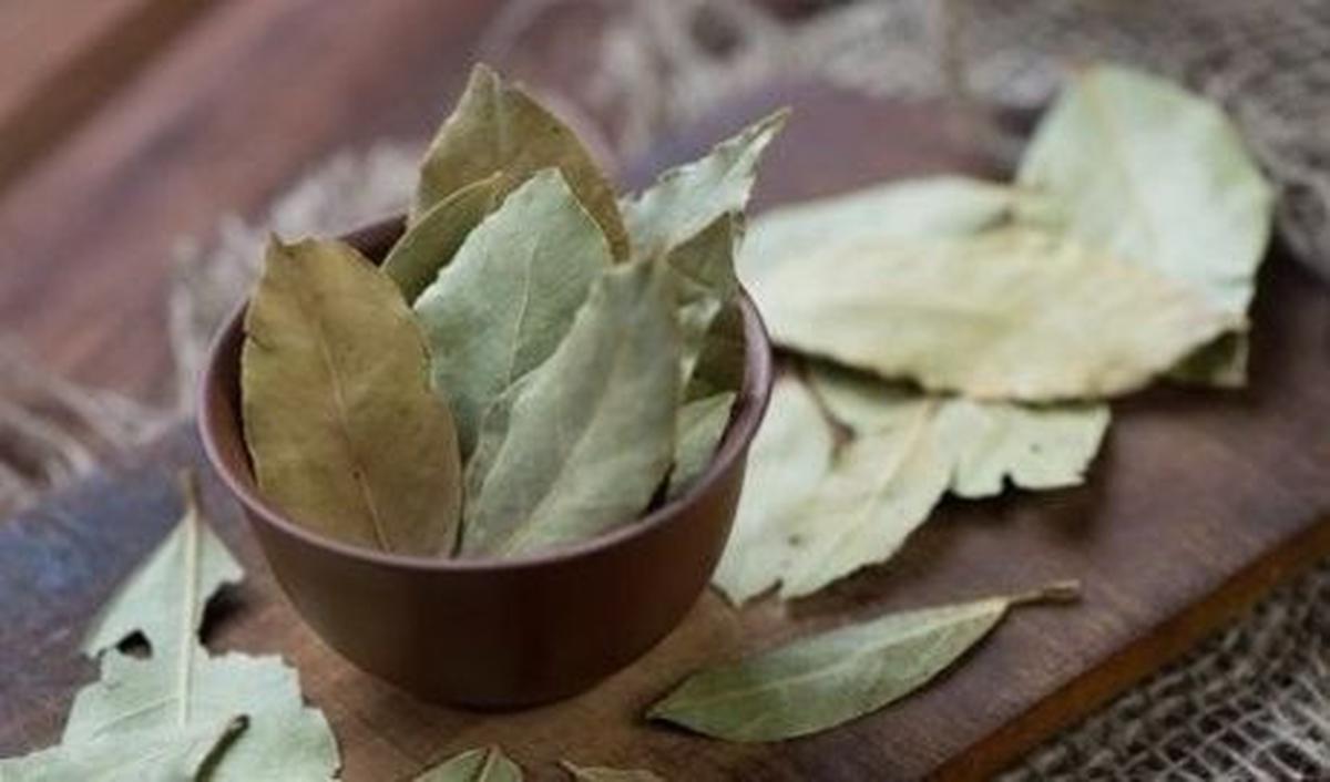 Ternyata, daun ini juga memiliki khasiat kesehatan yang luar biasa, termasuk dalam menurunkan kolesterol.