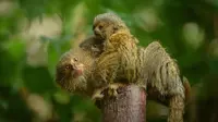 Kebun binatang di Inggris, Chester Zoo, memperkenalkan bayi dari spesies monyet terkecil di dunia dengan berat masing-masing setengah ons (Chester Zoo)