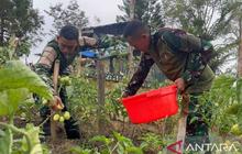 Tahukah Anda? Satgas Yonif 521/DY Dorong Ketahanan Pangan Jayawijaya dengan Manfaatkan Lahan Kosong