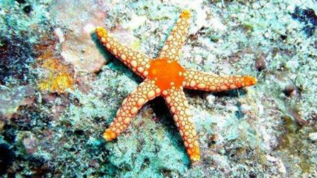 8800 Koleksi Gambar Binatang Bintang Laut Gratis Terbaik