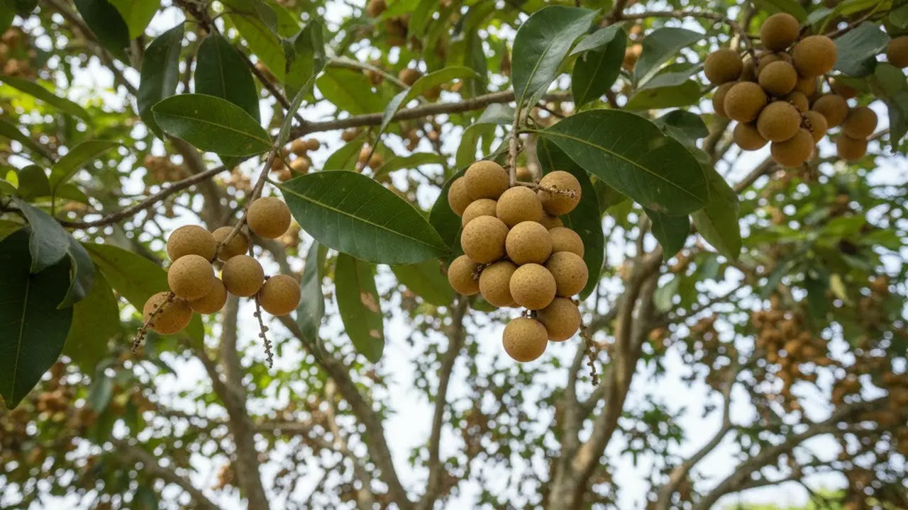 Cara Merangsang Pohon Duku