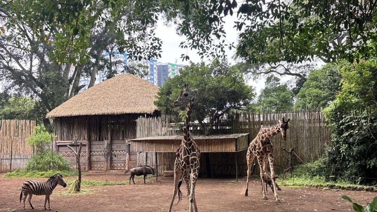 Wali Kota Farhan Pastikan Seleksi Transparan Pengelola Bandung Zoo Baru