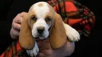 8 Small Dog Breeds That Can Be Left Alone For 12 Hours