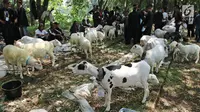 Sejumlah domba saat mengikuti lomba kontes ternak domba dalam acara jambore peternakan nasional 2017 di Buperta Cibubur, Jakarta, Sabtu (23/9). Kontes ternak domba diikuti 131 peserta. (Liputan6.com/Herman Zakharia)