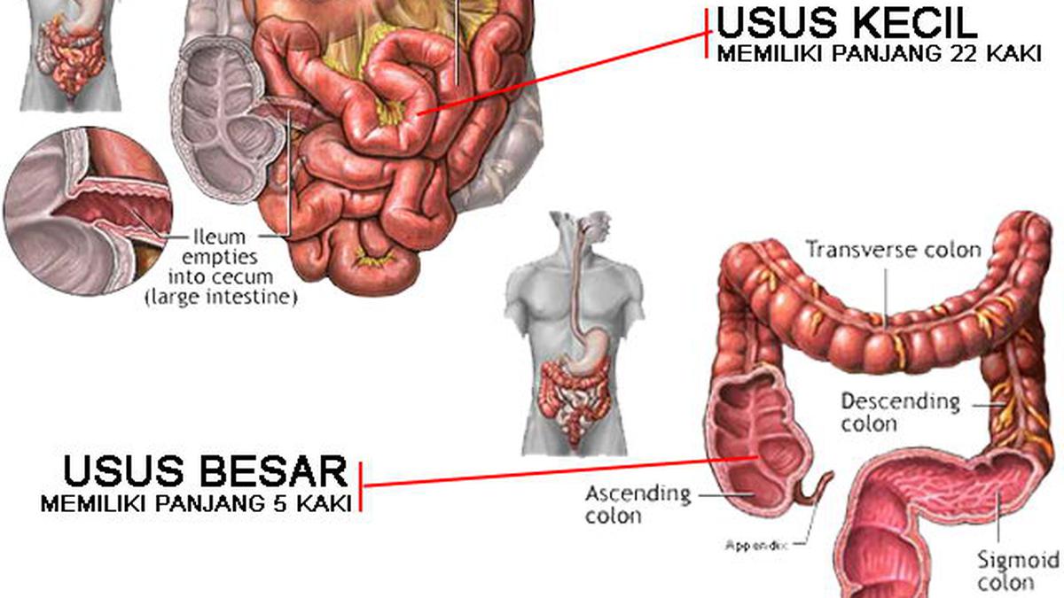 Crohn Usus