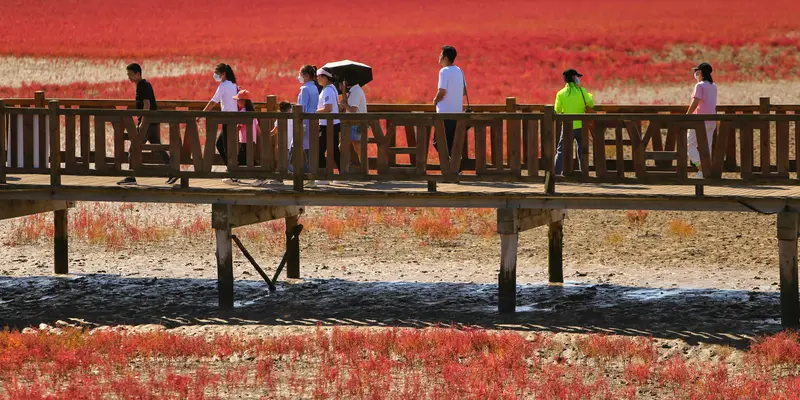 Pemandangan Unik Pantai Merah di China