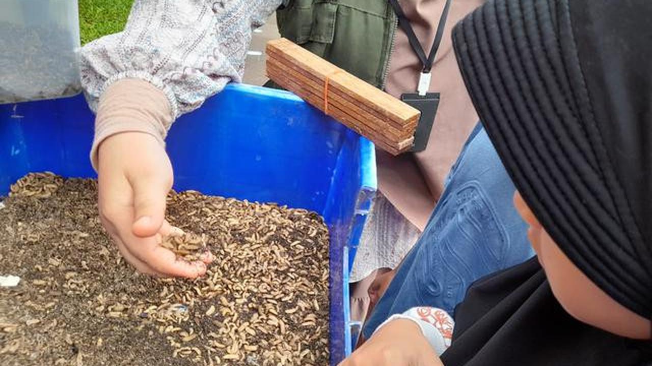 Maggot, salah satu solusi menangani masalah sampah organik di Indonesia.